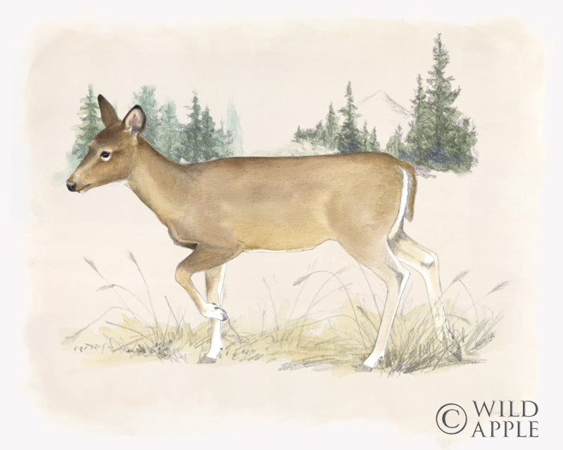 Reproduction of Wilderness Collection Deer by Beth Grove - Wall Decor Art