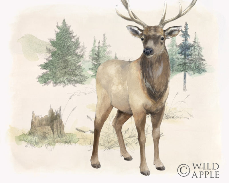 Reproduction of Wilderness Collection Elk by Beth Grove - Wall Decor Art