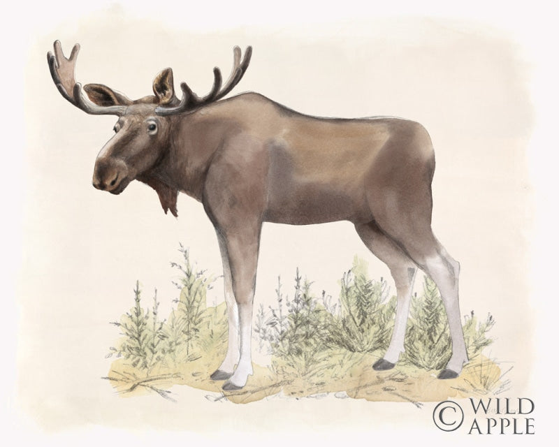 Reproduction of Wilderness Collection Moose by Beth Grove - Wall Decor Art