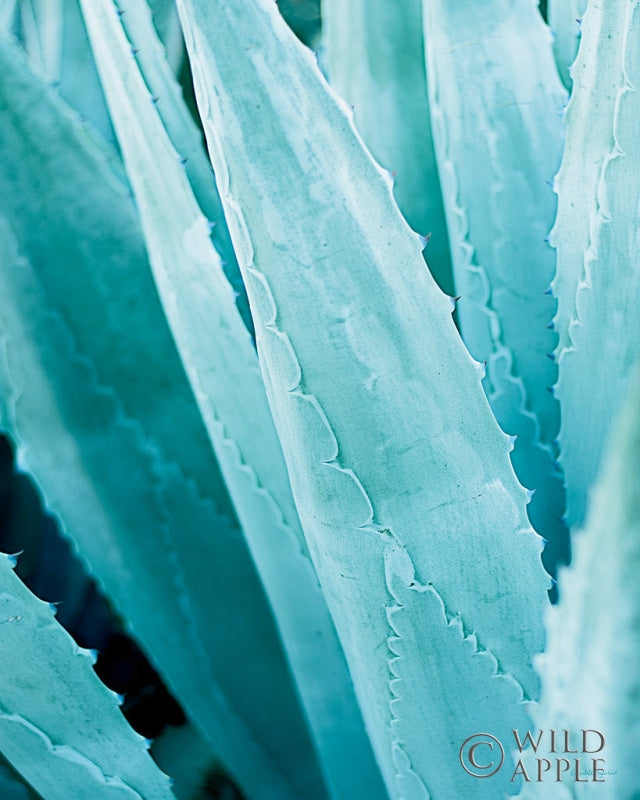 Reproduction of Abstract Agava IV in Color Crop by Elizabeth Urquhart - Wall Decor Art