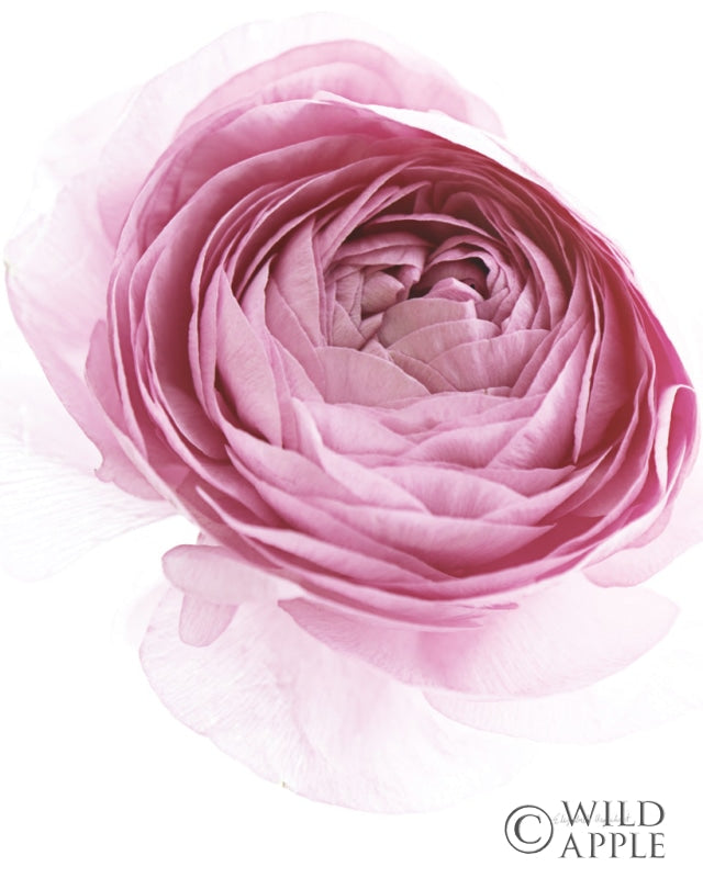 Reproduction of Pink Lady IV by Elizabeth Urquhart - Wall Decor Art