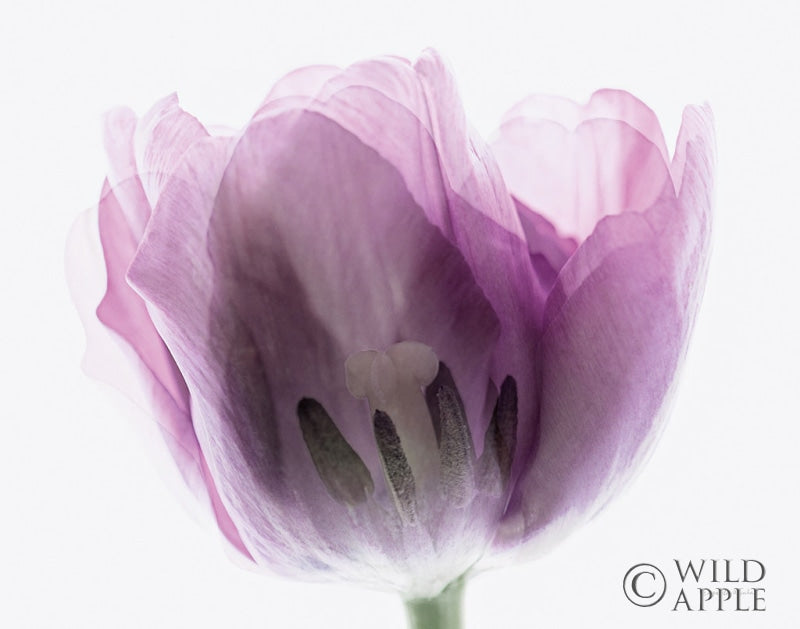 Reproduction of Inside Out I by Elizabeth Urquhart - Wall Decor Art