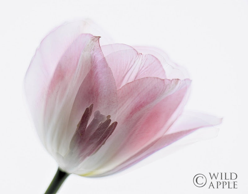 Reproduction of Inside Out IV by Elizabeth Urquhart - Wall Decor Art