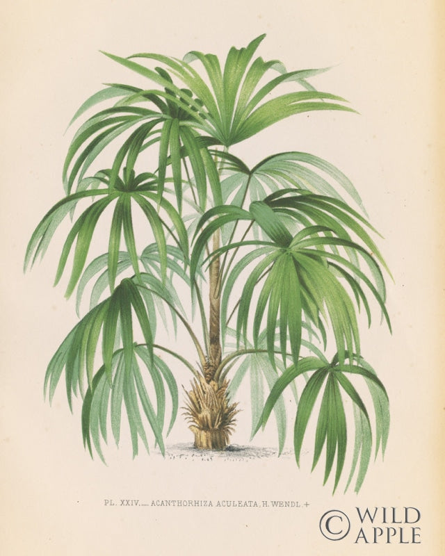 Reproduction of Palmier II by Wild Apple Portfolio - Wall Decor Art