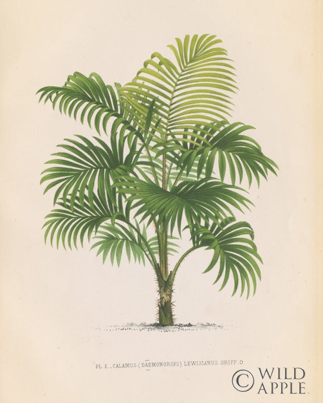 Reproduction of Palmier I by Wild Apple Portfolio - Wall Decor Art