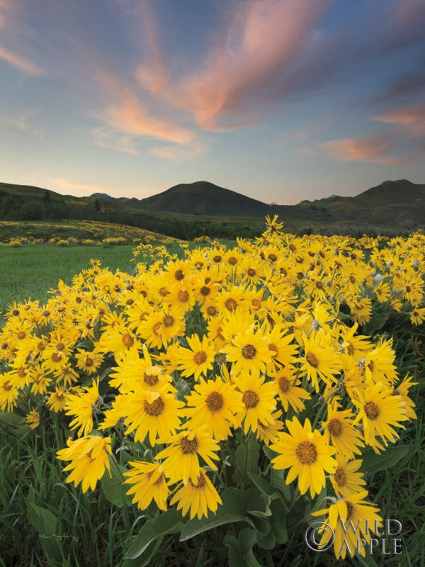 Reproduction of Methow Valley Wildflowers I by Alan Majchrowicz - Wall Decor Art