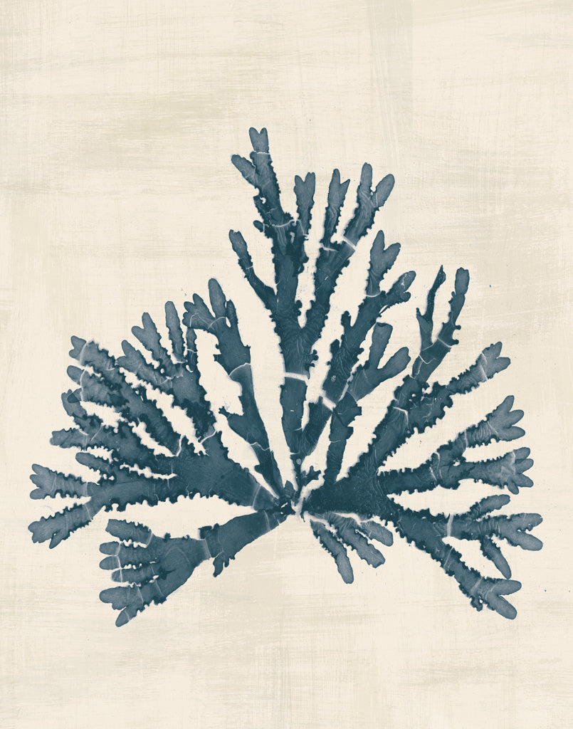 Reproduction of Pacific Sea Mosses IV No Map by Wild Apple Portfolio - Wall Decor Art