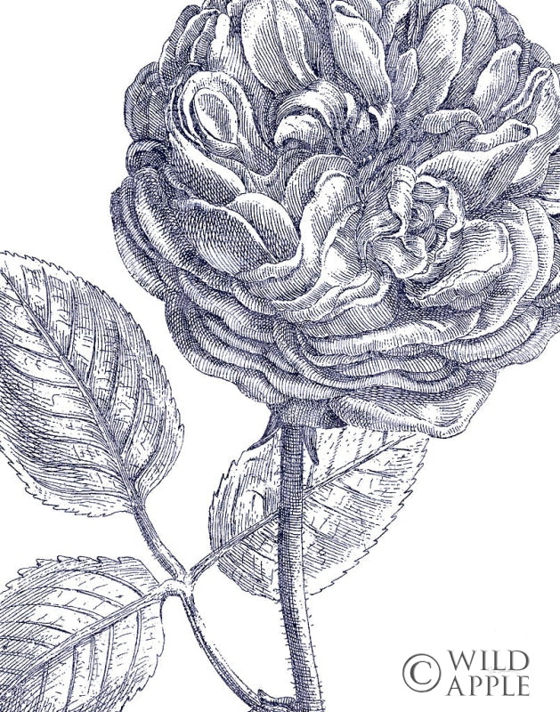 Reproduction of Belle Fleur III Light Crop by Sue Schlabach - Wall Decor Art