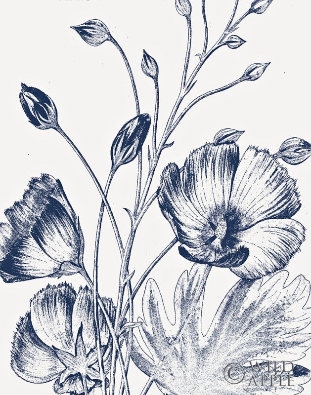 Reproduction of Botanical Beauty Chalk IX Blue on White Crop by Wild Apple Portfolio - Wall Decor Art