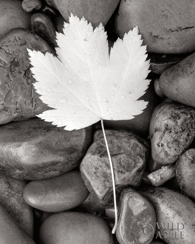 Reproduction of Maple Leaf by Alan Majchrowicz - Wall Decor Art