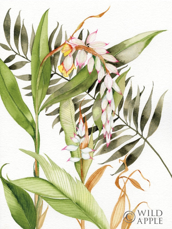 Reproduction of Botanical Shell Ginger by Kathleen Parr McKenna - Wall Decor Art