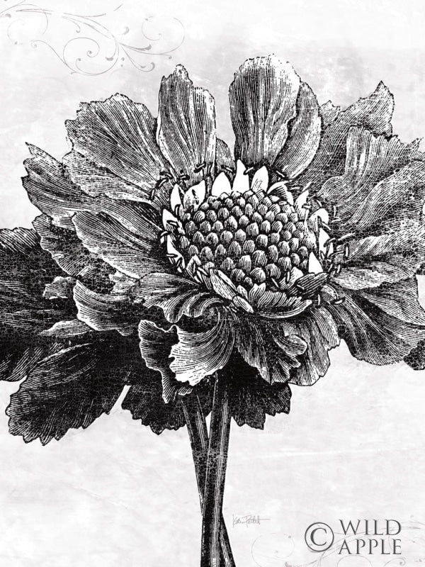Reproduction of Spa Botanical I BW Crop by Katie Pertiet - Wall Decor Art