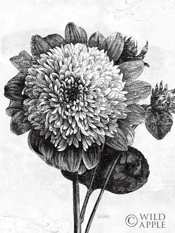 Reproduction of Spa Botanical II BW Crop by Katie Pertiet - Wall Decor Art