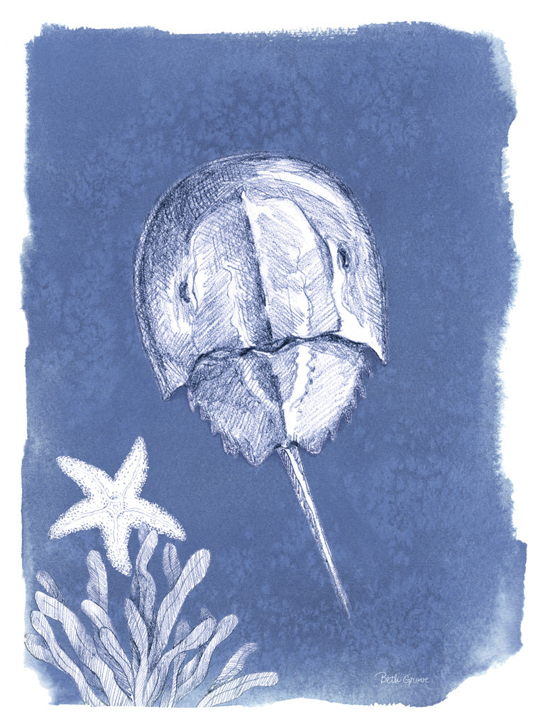 Reproduction of Coastal Sea Life VI by Beth Grove - Wall Decor Art