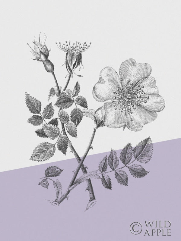 Reproduction of Conversations on Botany IV Color Block by Wild Apple Portfolio - Wall Decor Art