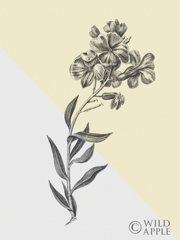 Reproduction of Conversations on Botany VI Color Block by Wild Apple Portfolio - Wall Decor Art