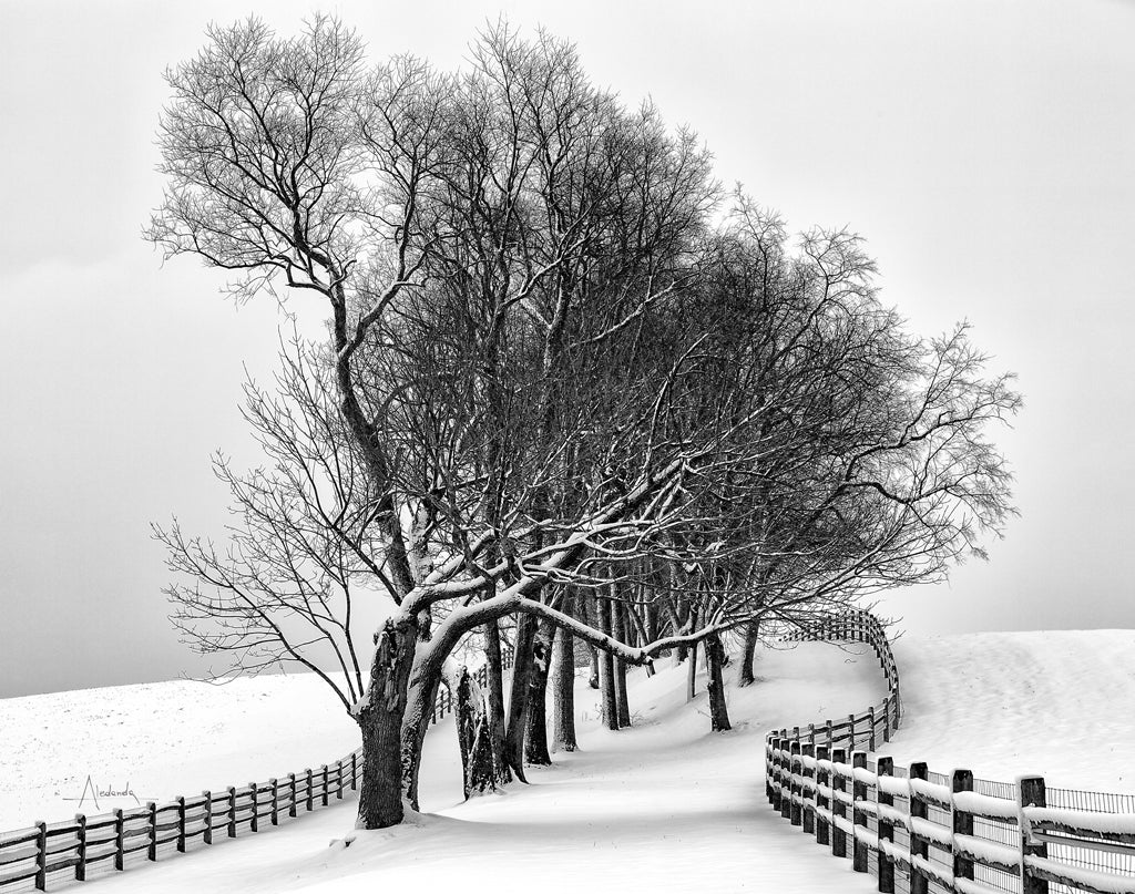 Reproduction of Along the Lane I Crop by Aledanda - Wall Decor Art