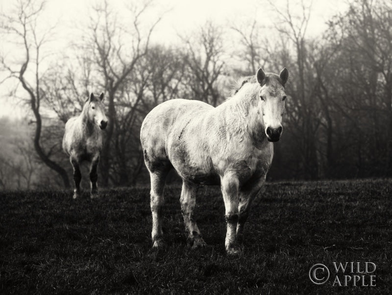 Reproduction of Leading the Way by Aledanda - Wall Decor Art