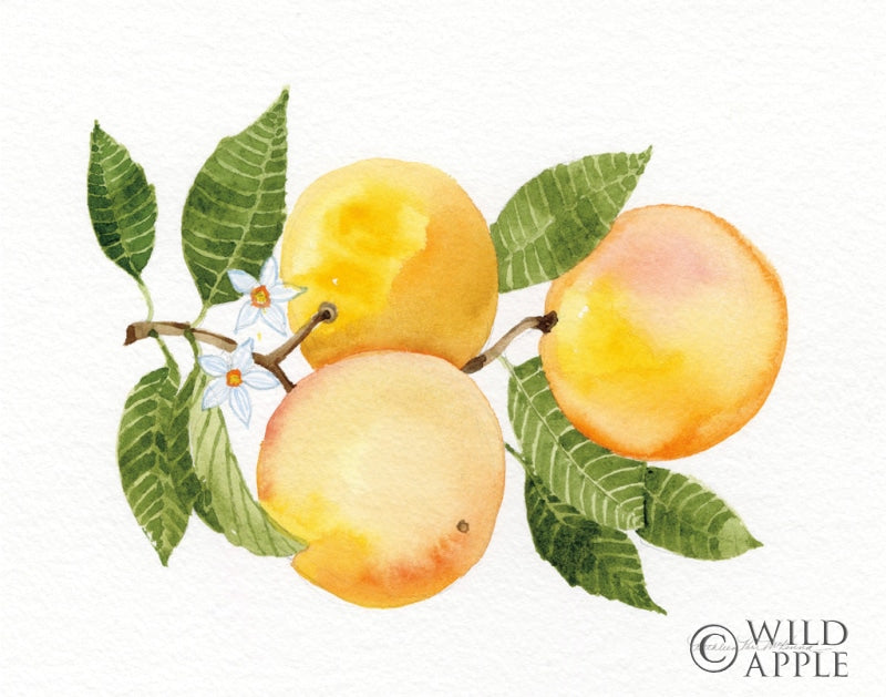 Reproduction of Citrus Garden III by Kathleen Parr McKenna - Wall Decor Art