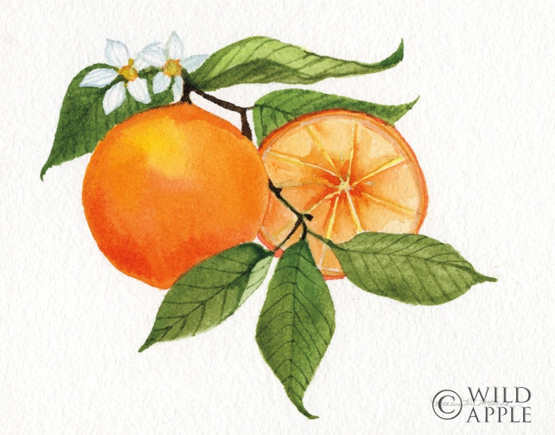 Reproduction of Citrus Garden V by Kathleen Parr McKenna - Wall Decor Art