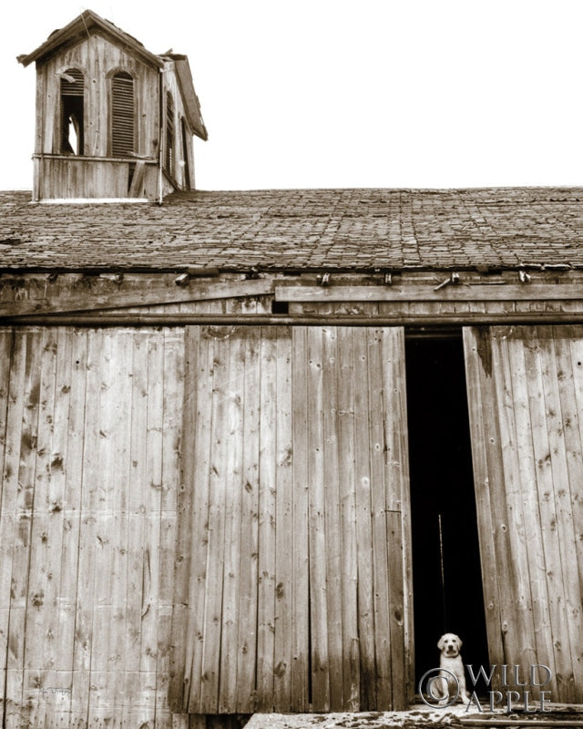 Reproduction of Barnyard Dog v2 by Jim Dratfield - Wall Decor Art