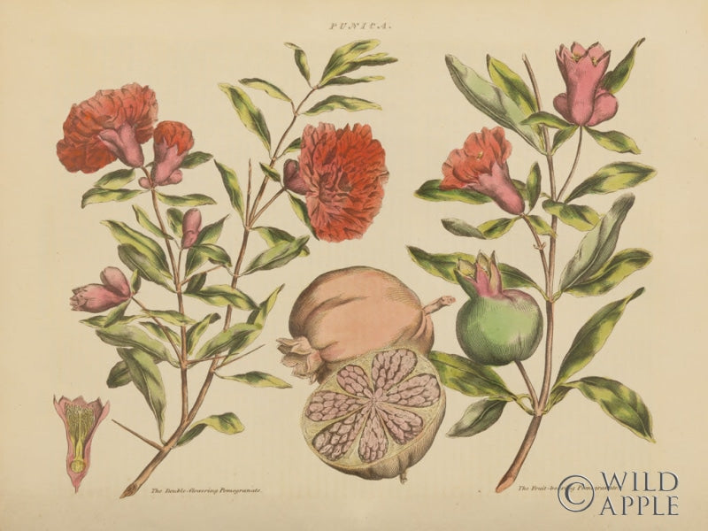 Reproduction of Herbal Botanical III by Wild Apple Portfolio - Wall Decor Art