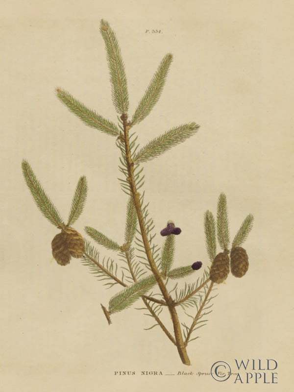 Reproduction of Herbal Botanical XIV by Wild Apple Portfolio - Wall Decor Art