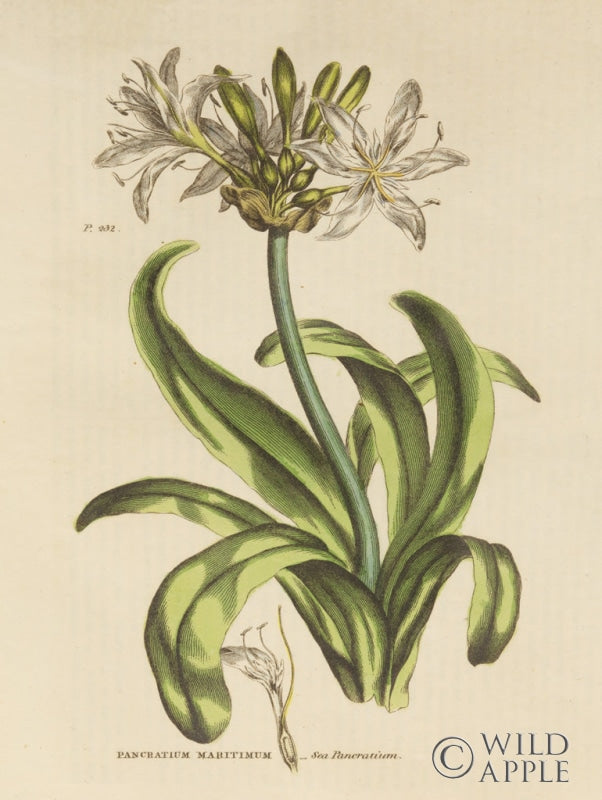 Reproduction of Herbal Botanical XX by Wild Apple Portfolio - Wall Decor Art