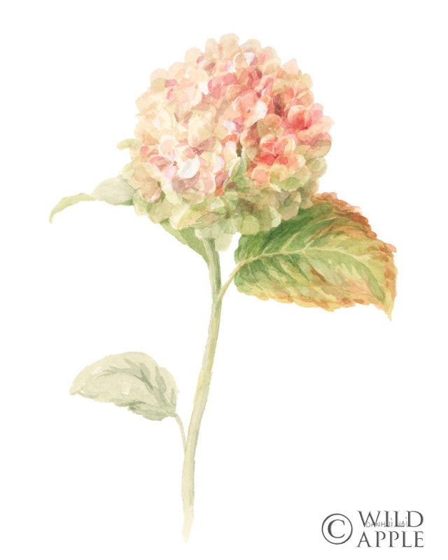 Reproduction of Floursack Florals on White V by Danhui Nai - Wall Decor Art