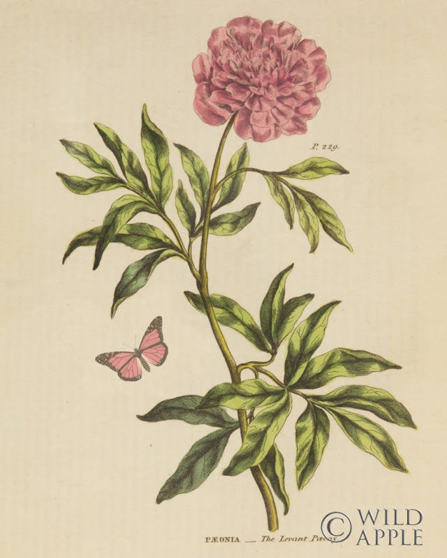 Reproduction of Herbal Botany XXIV Butterfly Crop by Wild Apple Portfolio - Wall Decor Art