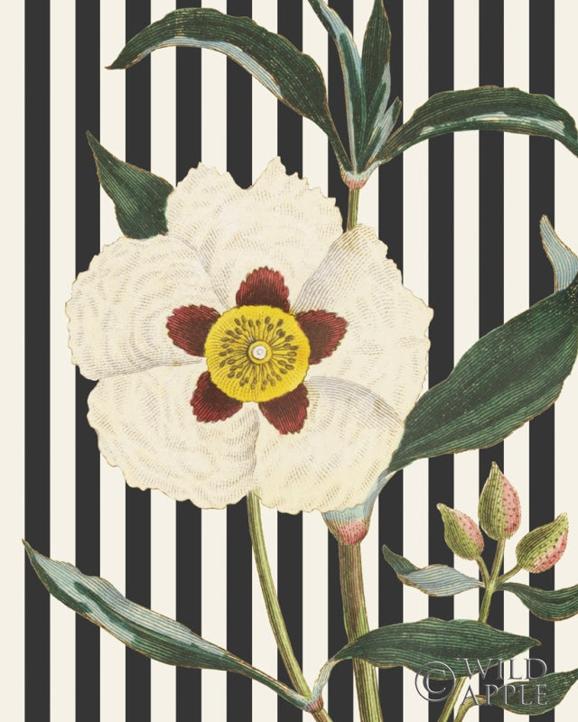 Reproduction of Herbal Botanical XXVII Bold Crop by Wild Apple Portfolio - Wall Decor Art