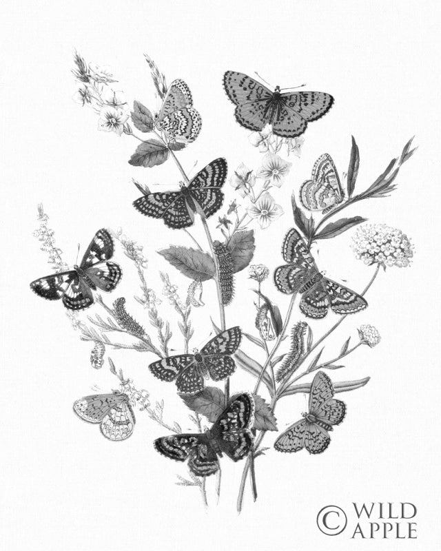 Reproduction of Butterfly Bouquet I Linen BW I by Wild Apple Portfolio - Wall Decor Art