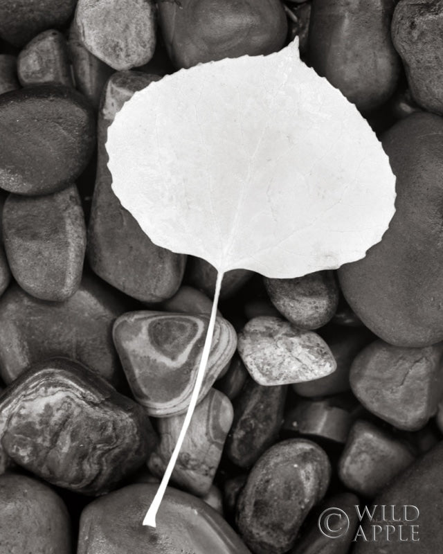 Reproduction of Aspen Leaf by Alan Majchrowicz - Wall Decor Art