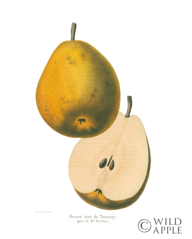 Reproduction of Tournay on White by Wild Apple Portfolio - Wall Decor Art