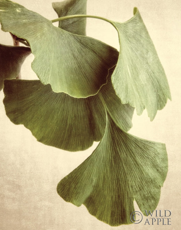 Reproduction of Gingko Color Crop by Debra Van Swearingen - Wall Decor Art