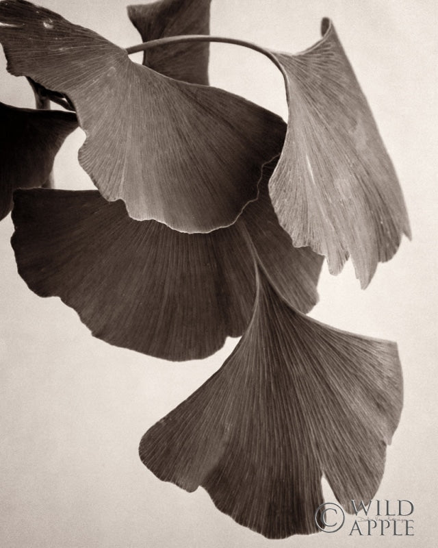 Reproduction of Gingko Sepia by Debra Van Swearingen - Wall Decor Art