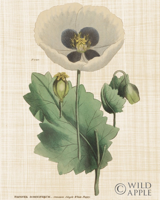 Reproduction of Herbal Botany XVI Linen Crop by Wild Apple Portfolio - Wall Decor Art