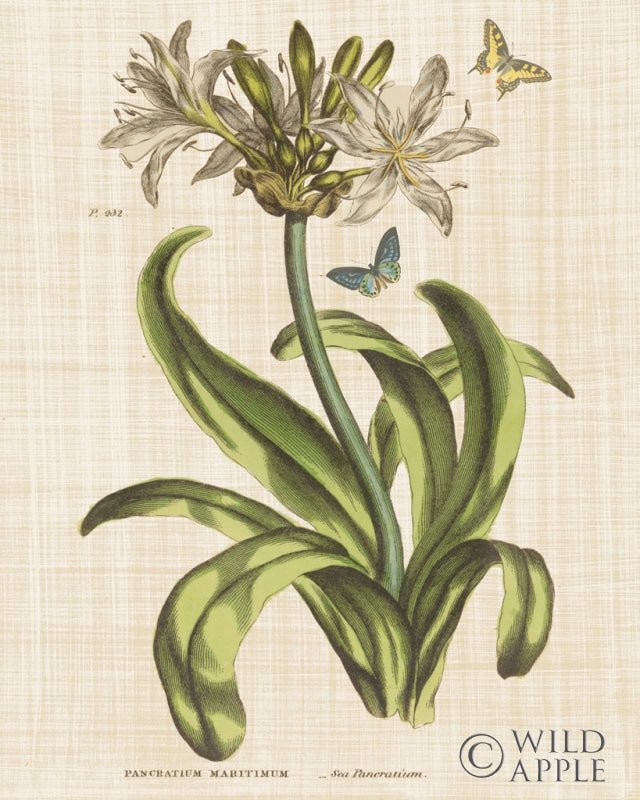 Reproduction of Herbal Botany XX Butterfly Linen Crop by Wild Apple Portfolio - Wall Decor Art