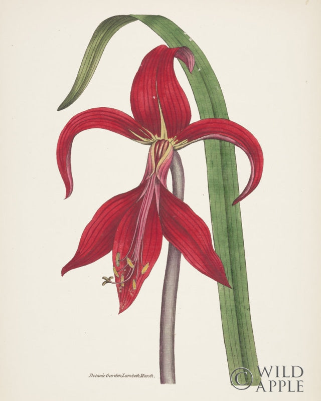 Reproduction of Antique Botanical XIV Cream by Wild Apple Portfolio - Wall Decor Art