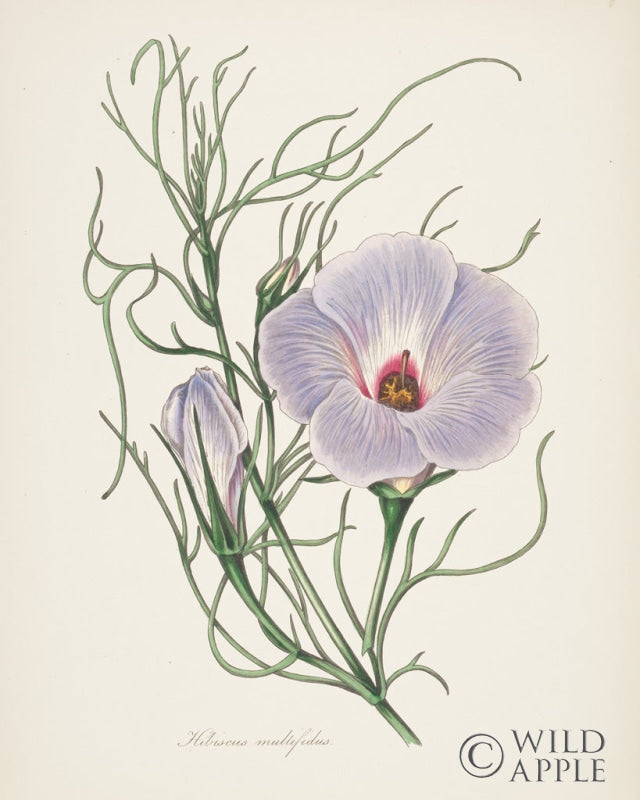 Reproduction of Antique Botanical XXX Cream by Wild Apple Portfolio - Wall Decor Art