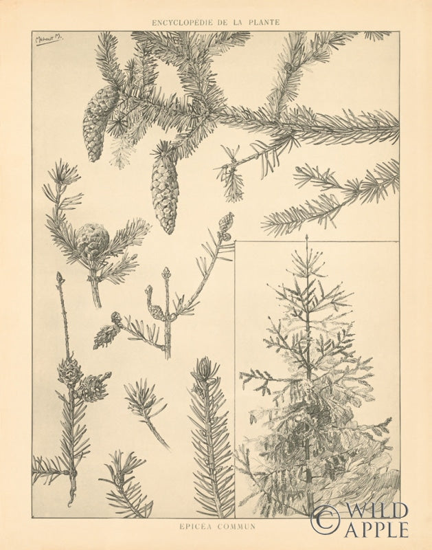 Reproduction of Vintage Tree Sketches I by Wild Apple Portfolio - Wall Decor Art