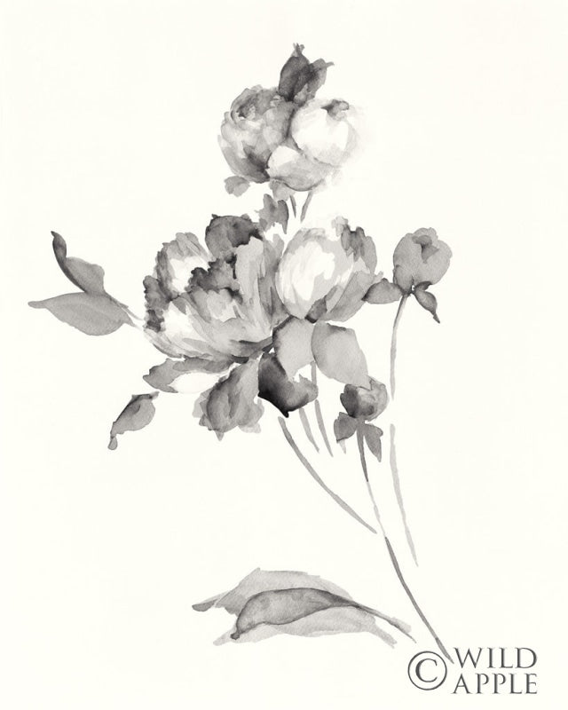Reproduction of Peony Blossoms Gray by Wild Apple Portfolio - Wall Decor Art