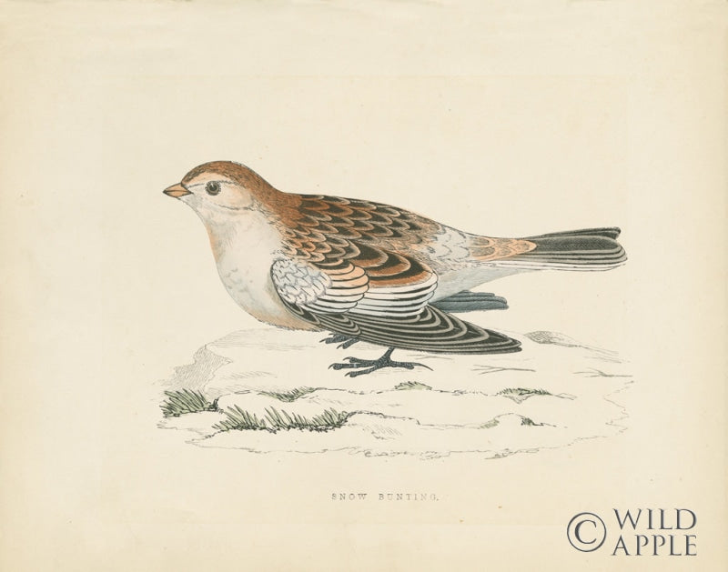 Reproduction of Snow Bunting Print by Wild Apple Portfolio - Wall Decor Art