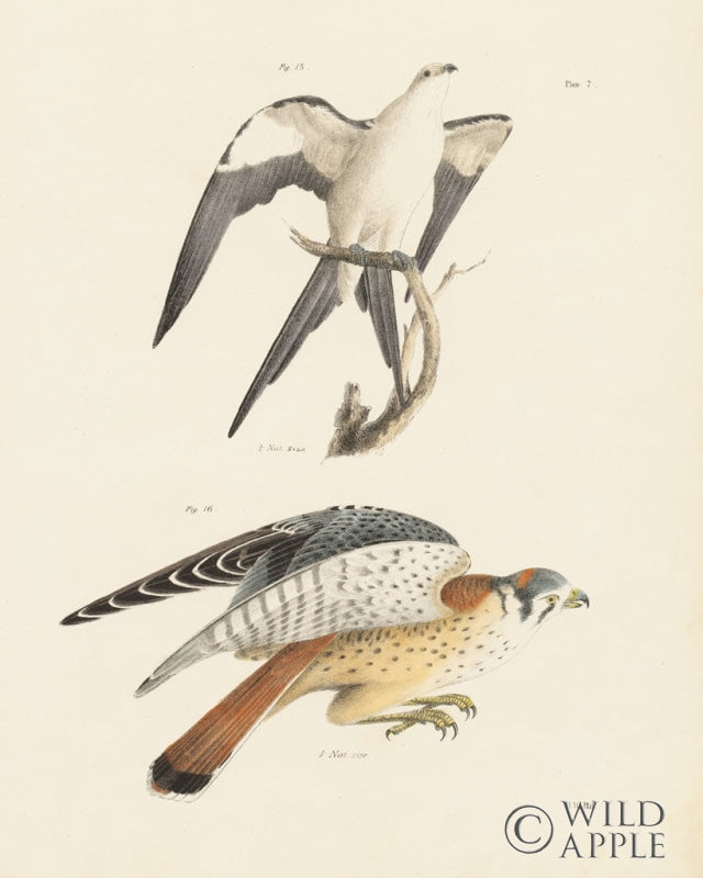 Reproduction of Birds of Prey I by Wild Apple Portfolio - Wall Decor Art