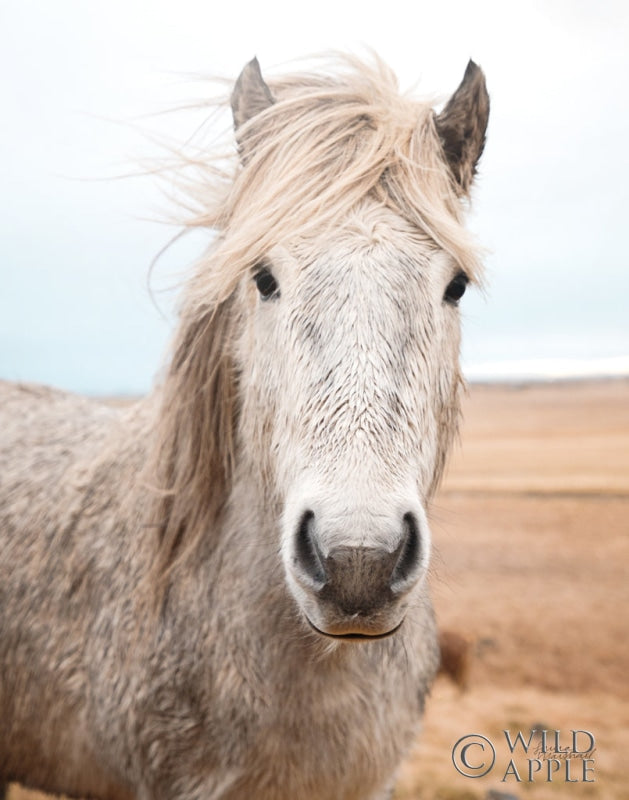 Reproduction of Heida I Crop by Laura Marshall - Wall Decor Art