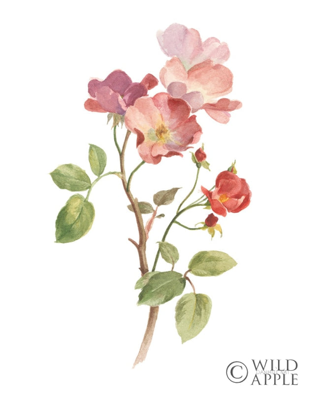 Reproduction of Sprigs of Summer I on White by Danhui Nai - Wall Decor Art