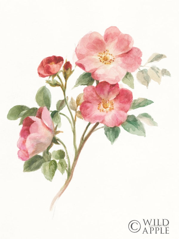 Reproduction of Sprigs of Summer II On White by Danhui Nai - Wall Decor Art