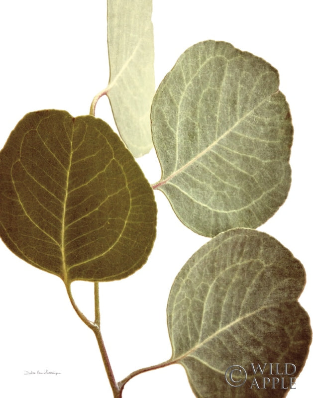 Reproduction of Eucalyptus Color on White by Debra Van Swearingen - Wall Decor Art