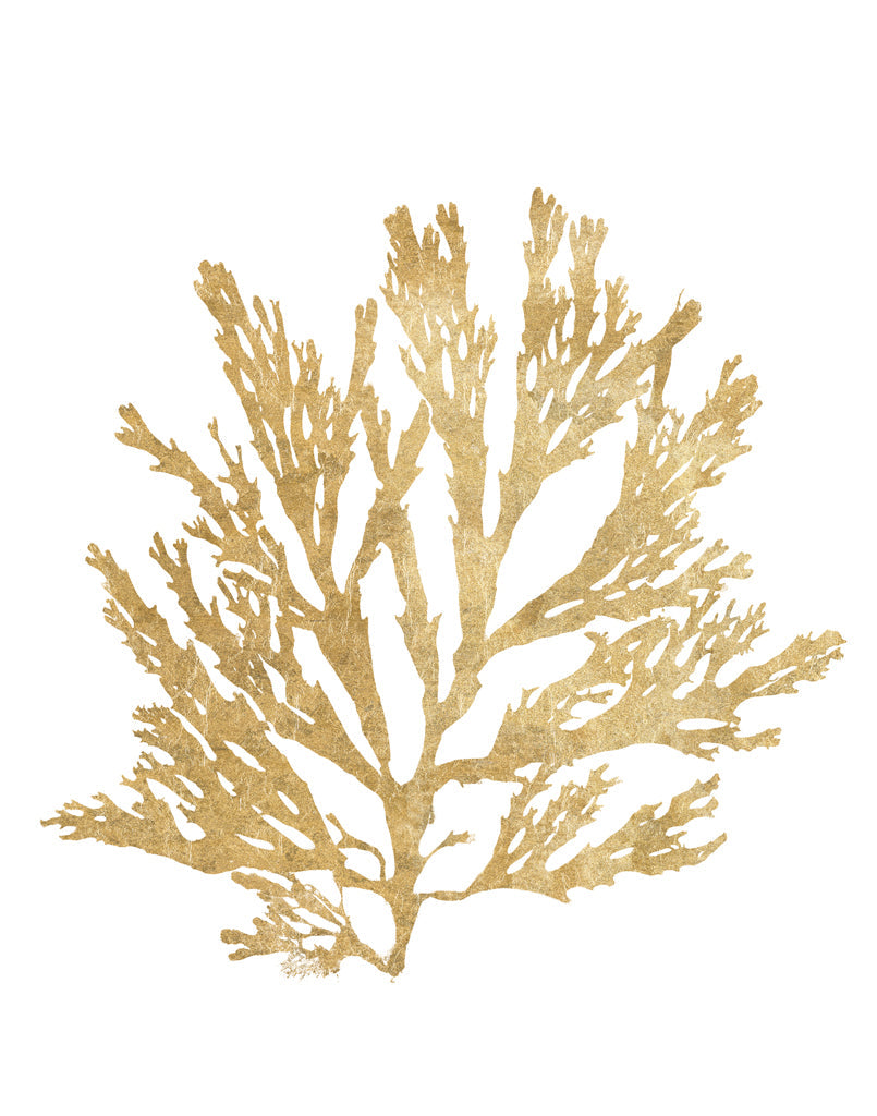 Reproduction of Pacific Sea Mosses I Gold by Wild Apple Portfolio - Wall Decor Art