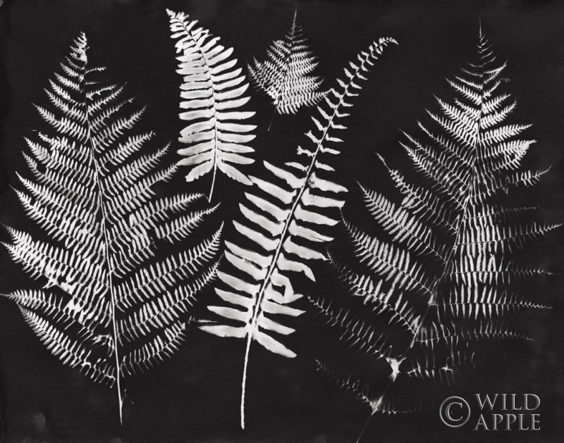 Reproduction of Nature by the Lake Ferns I Black Crop by Piper Rhue - Wall Decor Art